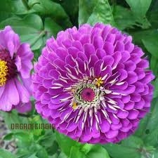 Image result for Zinnia elegans