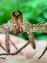 Attēlu rezultāti vaicājumam “Lycogala convexum macro”