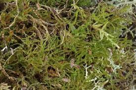 Attēlu rezultāti vaicājumam “Barbilophozia kunzeana”