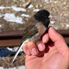 Image result for Junco hyemalis