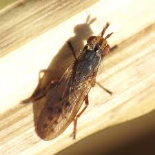 Attēlu rezultāti vaicājumam “Sciomyzidae”