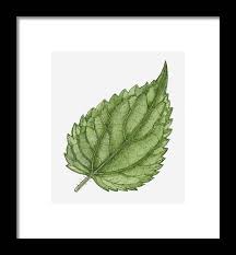 Attēlu rezultāti vaicājumam “Urtica dioica leaf”