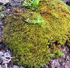 Attēlu rezultāti vaicājumam “Sphagnum compactum”