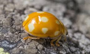 Attēlu rezultāti vaicājumam “Calvia decemguttata larva”