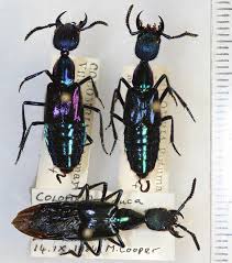 Attēlu rezultāti vaicājumam “Staphylinidae”