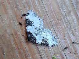 Attēlu rezultāti vaicājumam “Xanthorhoe fluctuata”