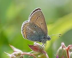 Attēlu rezultāti vaicājumam “Eumedonia eumedon male”