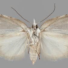 Attēlu rezultāti vaicājumam “Nycteola degenerana”