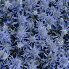 Attēlu rezultāti vaicājumam “Eryngium planum”
