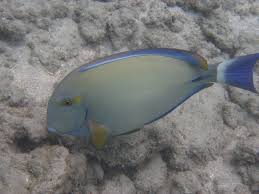 Image result for Acanthurus blochii