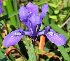 Image result for Iris