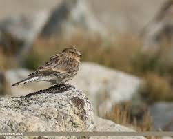 Image result for twite photo