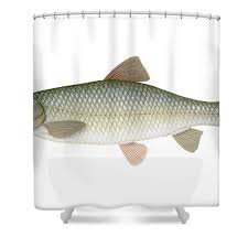 Image result for Ctenopharyngodon idella