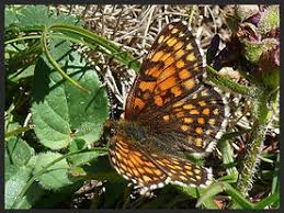 Attēlu rezultāti vaicājumam “Melitaea diamina underside”