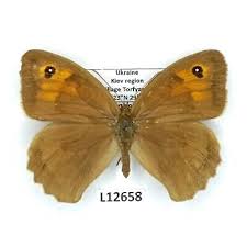 Attēlu rezultāti vaicājumam “Maniola jurtina female”