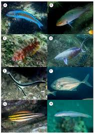 Image result for Scarus zelindae