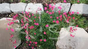 Attēlu rezultāti vaicājumam “Dianthus deltoides bud”