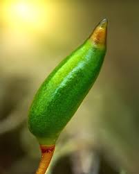 Attēlu rezultāti vaicājumam “Buxbaumia viridis”