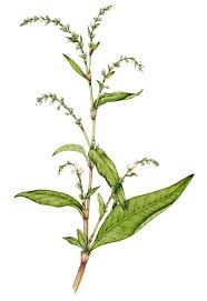 Attēlu rezultāti vaicājumam “Persicaria hydropiper leaf”