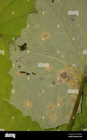 Attēlu rezultāti vaicājumam “Puccinia poarum”