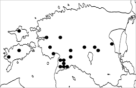 Attēlu rezultāti vaicājumam “Megalaria grossa”