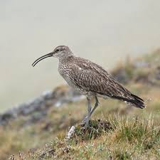 Attēlu rezultāti vaicājumam “Numenius phaeopus adult”