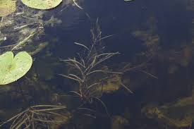 Attēlu rezultāti vaicājumam “Potamogeton compressus leaf”