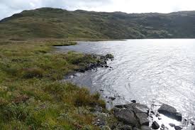 Attēlu rezultāti vaicājumam “Bayeriola thymicola”