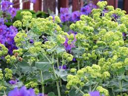 Image result for Frauenmantel