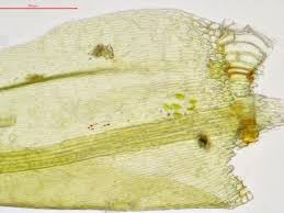 Attēlu rezultāti vaicājumam “Drepanocladus aduncus var. polycarpon”