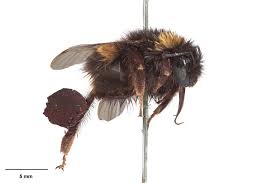 Attēlu rezultāti vaicājumam “Bombus terrestris”