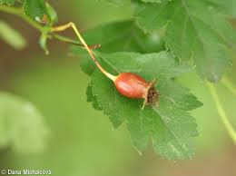 Attēlu rezultāti vaicājumam “Crataegus x macrocarpa fruit”