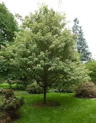 Attēlu rezultāti vaicājumam “Acer rufinerve fruit”