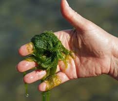 Attēlu rezultāti vaicājumam “Cladophora glomerata”