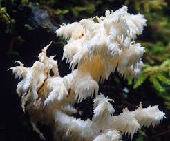 Attēlu rezultāti vaicājumam “Hericium coralloides”