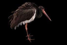 Attēlu rezultāti vaicājumam “Ciconia nigra”