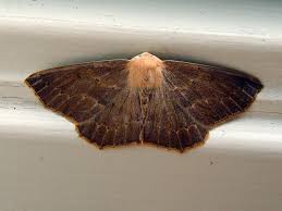 Attēlu rezultāti vaicājumam “Ommatoiulus sabulosus aimatopodus”