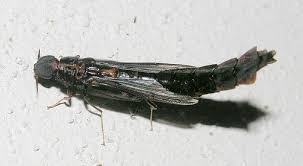 Attēlu rezultāti vaicājumam “Lymexylidae”