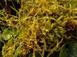 Attēlu rezultāti vaicājumam “Eurhynchium hians”