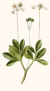 Attēlu rezultāti vaicājumam “Chimaphila umbellata”