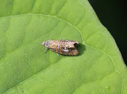 Attēlu rezultāti vaicājumam “Olethreutes arcuella”