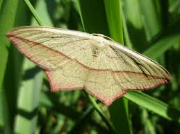 Attēlu rezultāti vaicājumam “Timandra comae”