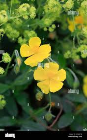 Attēlu rezultāti vaicājumam “Helianthemum x hybridum flower”