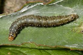 Attēlu rezultāti vaicājumam “Aphelia viburniana”