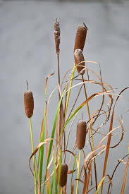 Attēlu rezultāti vaicājumam “Typhaceae”