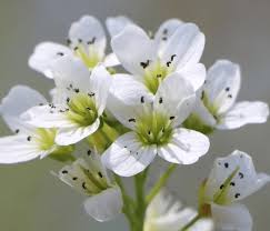 Attēlu rezultāti vaicājumam “Cardamine amara flower”
