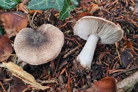 Attēlu rezultāti vaicājumam “Trichia alpina macro”