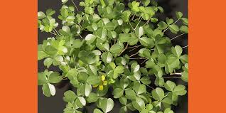 Attēlu rezultāti vaicājumam “Oxalis corniculata”