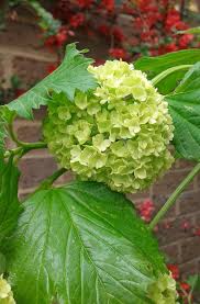 Attēlu rezultāti vaicājumam “Viburnum opulus bud”