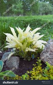 Image result for Hosta White Feather